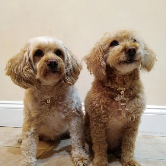 Initial-Dog-Necklace-Model-Show