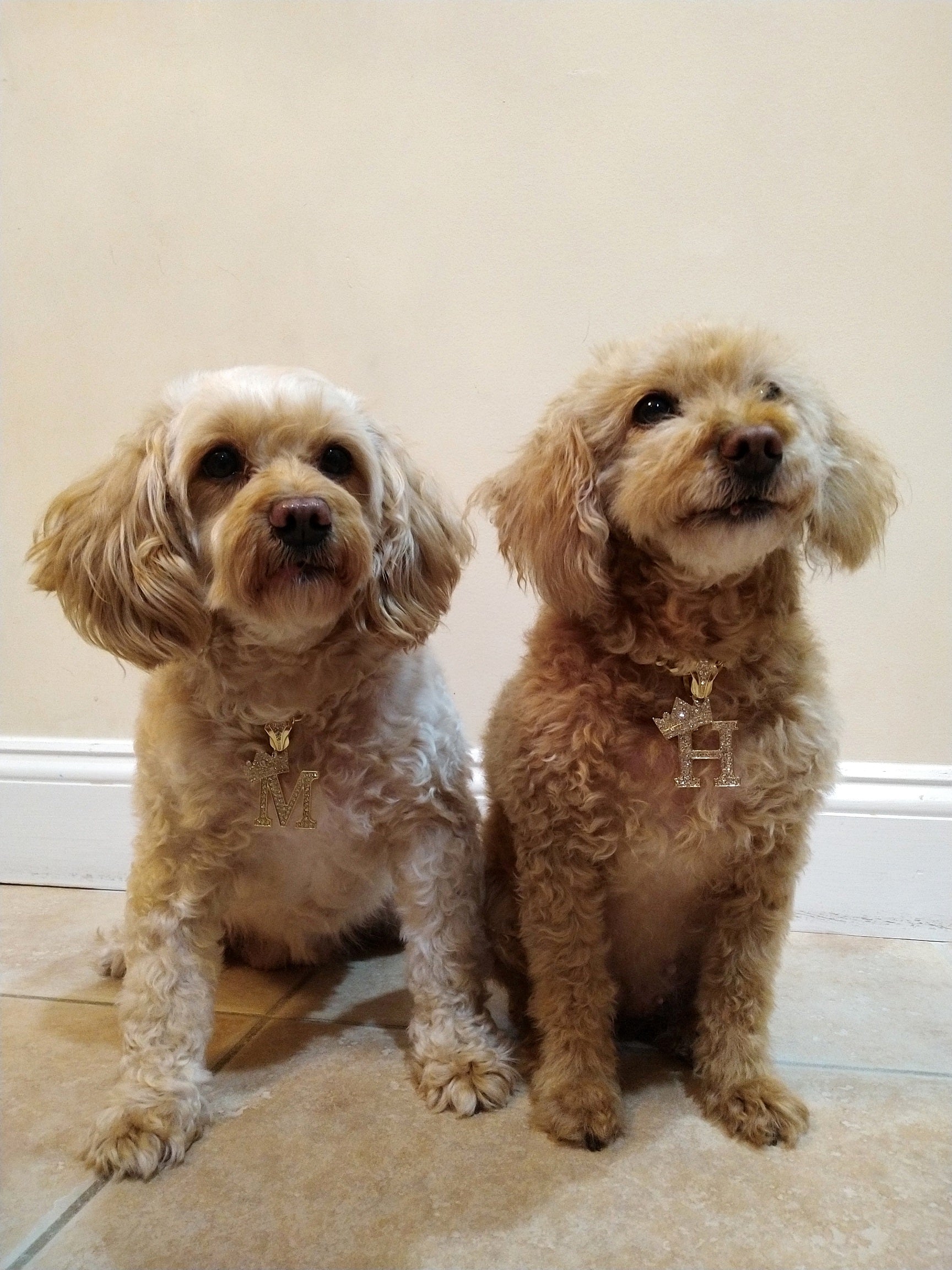 Initial-Dog-Necklace-Model-Show